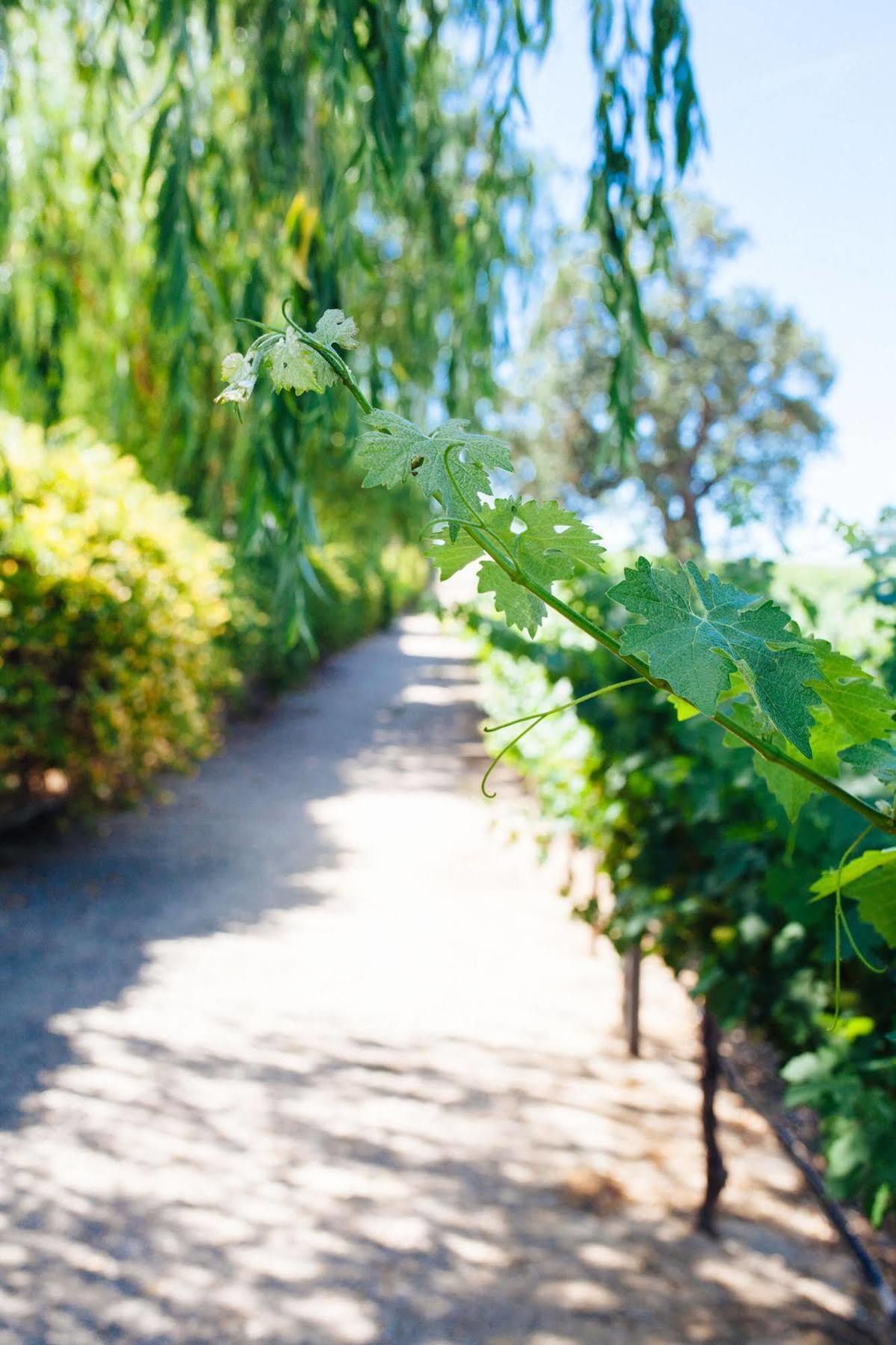 Sun Outdoors Central Coast Wine Country Paso Robles Εξωτερικό φωτογραφία
